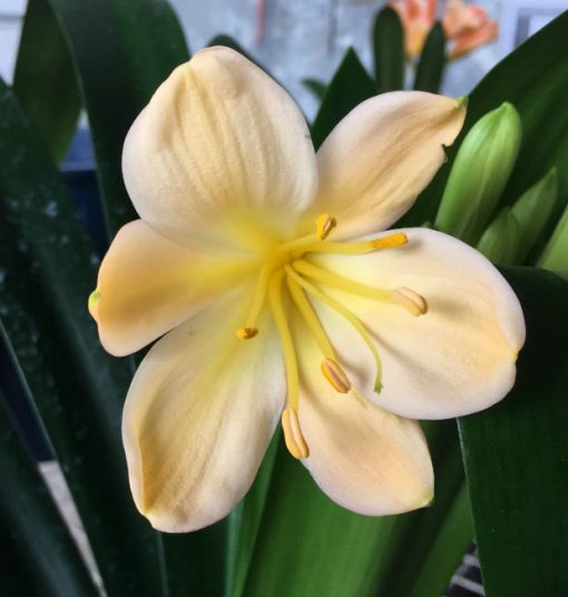 SH192 Cameron's Tipperary Light peachy pink pastel Clivia miniata