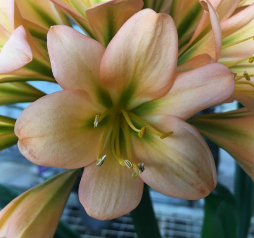 SH193 Cameron's Tipperary Medium Dark Green Centered Peach Clivia miniata - Image 2