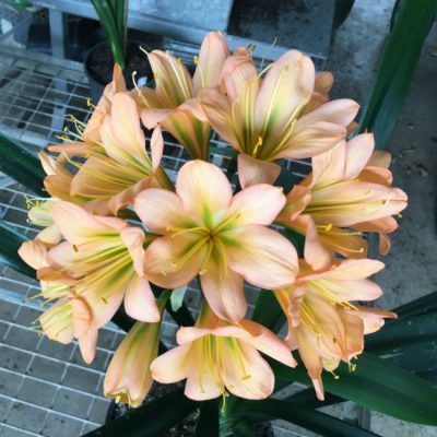 SH193 Cameron's Tipperary Medium Dark Green Centered Peach Clivia miniata