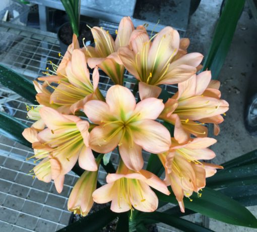 SH193 Cameron's Tipperary Medium Dark Green Centered Peach Clivia miniata