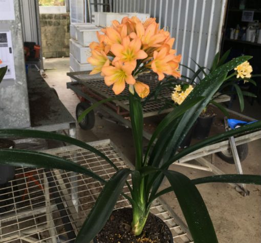 SH193 Cameron's Tipperary Medium Dark Green Centered Peach Clivia miniata - Image 3