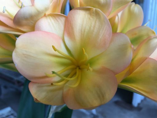 SH194 Cameron's Tipperary Medium Peach Blush Clivia miniata - Image 2