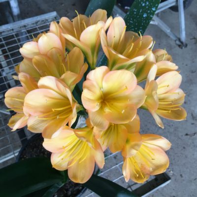 SH194 Cameron's Tipperary Medium Peach Blush Clivia miniata
