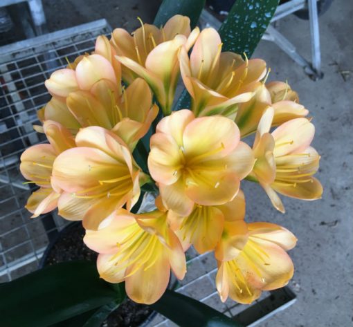 SH194 Cameron's Tipperary Medium Peach Blush Clivia miniata