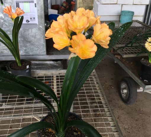SH194 Cameron's Tipperary Medium Peach Blush Clivia miniata - Image 3