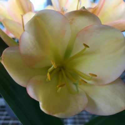 SH195 Cameron's Tipperary Light Peach with pink edges