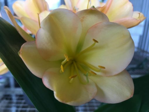 SH195 Cameron's Tipperary Light Peach with pink edges