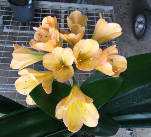 SH195 Cameron's Tipperary Light Peach with pink edges - Image 2