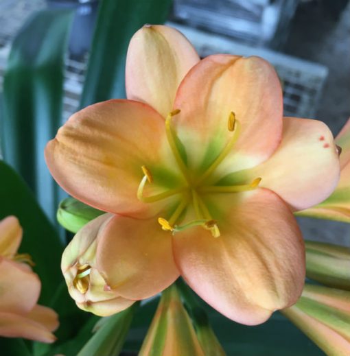 SH196 Cameron's Tipperary Peach "Twin Umbel" Clivia miniata - Image 2