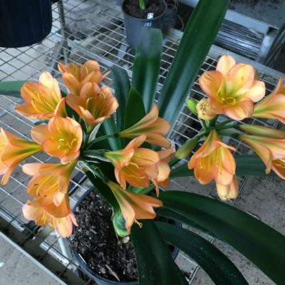 SH196 Cameron's Tipperary Peach "Twin Umbel" Clivia miniata
