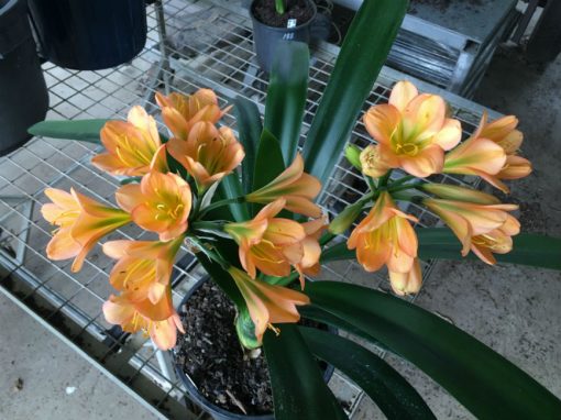 SH196 Cameron's Tipperary Peach "Twin Umbel" Clivia miniata