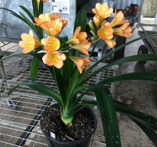 SH196 Cameron's Tipperary Peach "Twin Umbel" Clivia miniata - Image 3