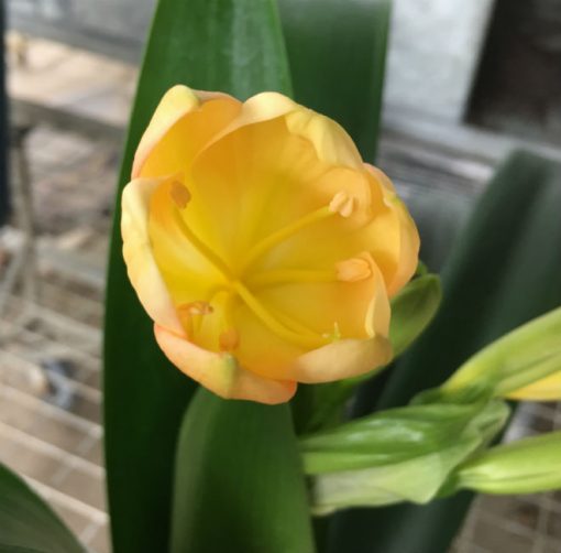 SH197 Cameron's Tipperary Peach Clivia miniata