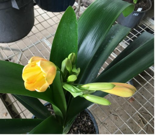 SH197 Cameron's Tipperary Peach Clivia miniata - Image 2