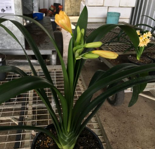 SH197 Cameron's Tipperary Peach Clivia miniata - Image 3