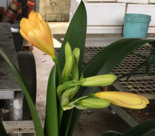 SH197 Cameron's Tipperary Peach Clivia miniata - Image 4