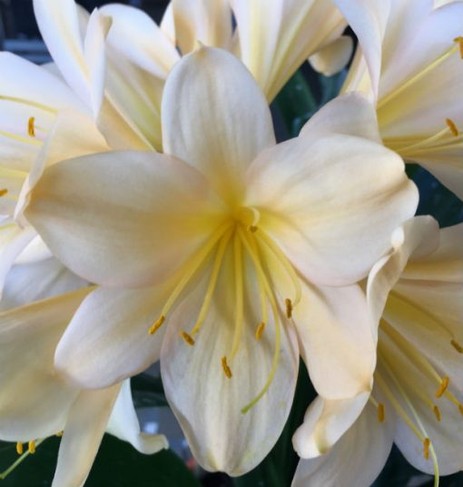 SH198 Light Peach Clivia miniata - Image 2