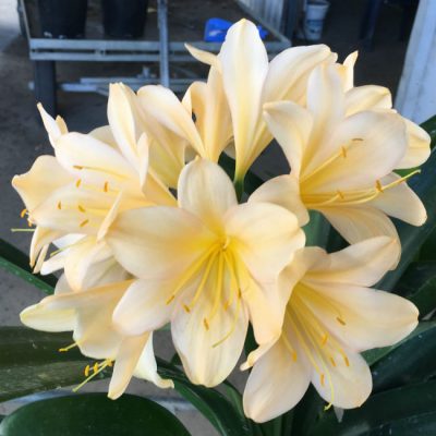 SH198 Light Peach Clivia miniata