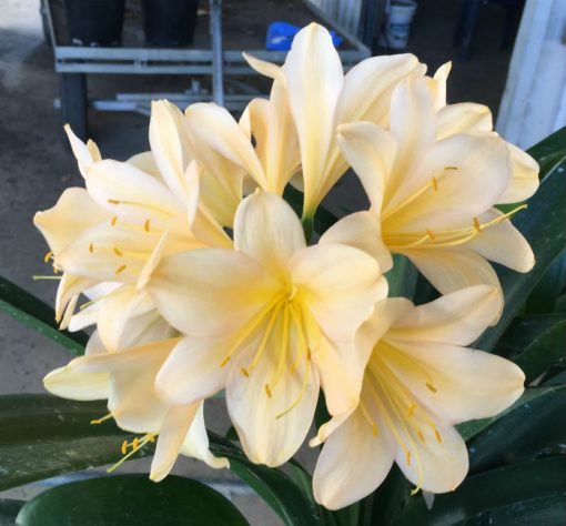 SH198 Light Peach Clivia miniata