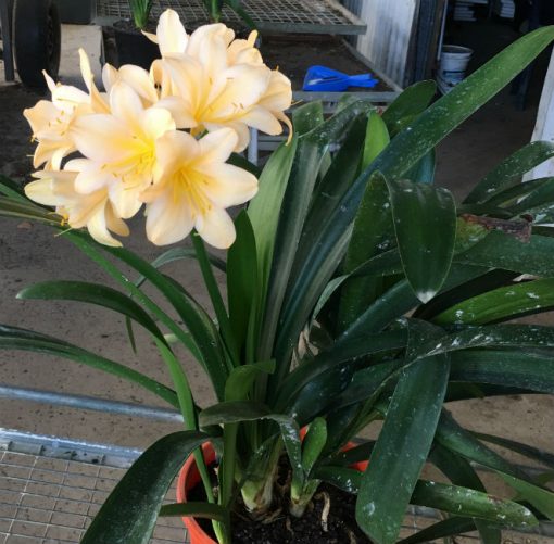 SH198 Light Peach Clivia miniata - Image 3