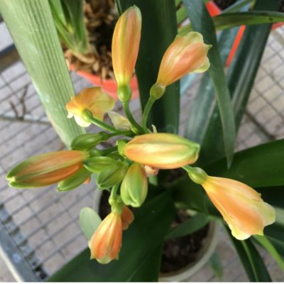 SH199 Bronze Clivia Interspecific