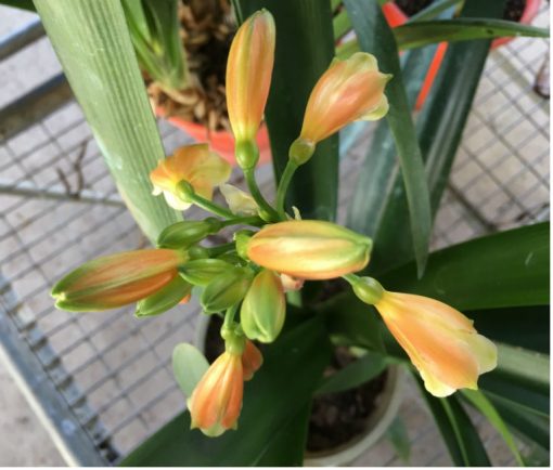 SH199 Bronze Clivia Interspecific