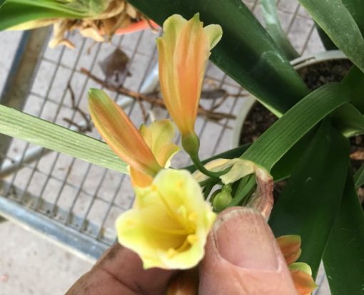 SH199 Bronze Clivia Interspecific - Image 2