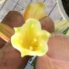 SH199 Bronze Clivia Interspecific - Image 3