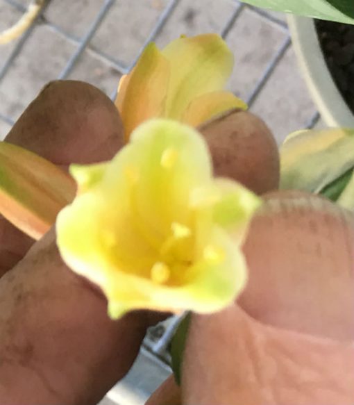 SH199 Bronze Clivia Interspecific - Image 3