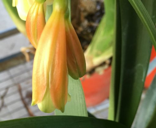SH199 Bronze Clivia Interspecific - Image 4