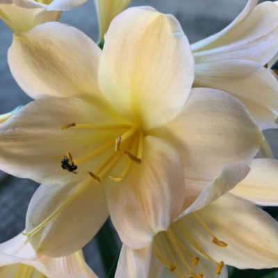 SH200 Pink Peach Clivia miniata