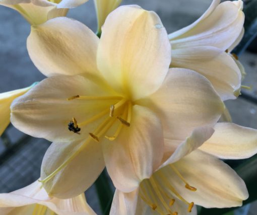 SH200 Pink Peach Clivia miniata