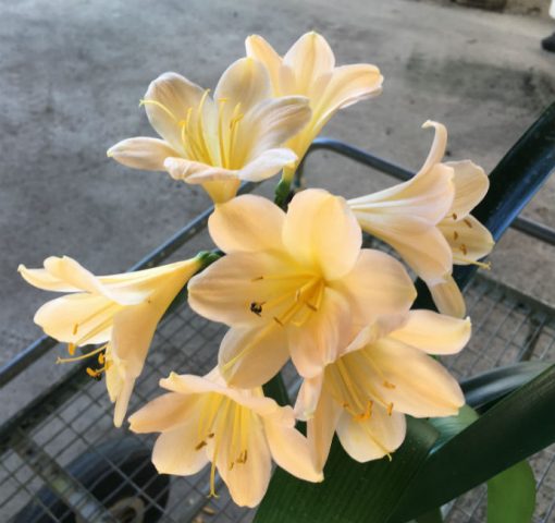 SH200 Pink Peach Clivia miniata - Image 2