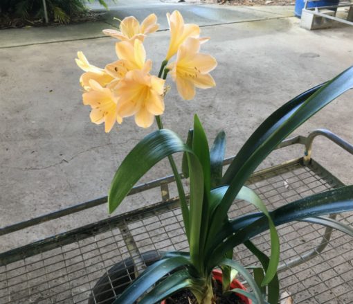 SH200 Pink Peach Clivia miniata - Image 3