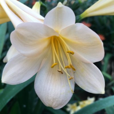 SH201 Pink Peach Clivia miniata