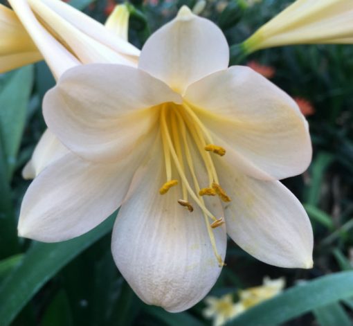 SH201 Pink Peach Clivia miniata