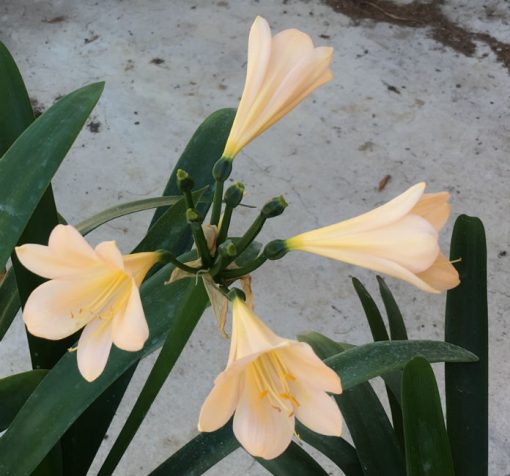 SH201 Pink Peach Clivia miniata - Image 2