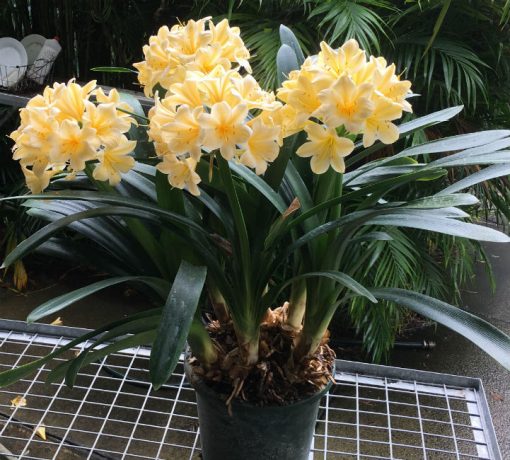 SH202 Cream Yellow Clivia miniata - Image 2