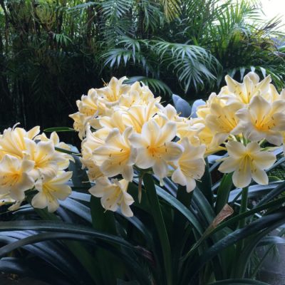 SH202 Cream Yellow Clivia miniata