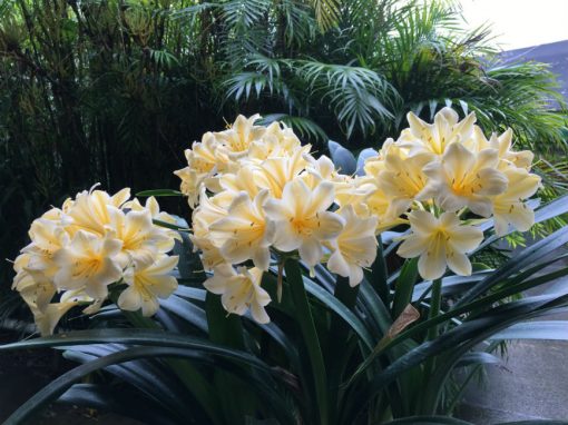 SH202 Cream Yellow Clivia miniata