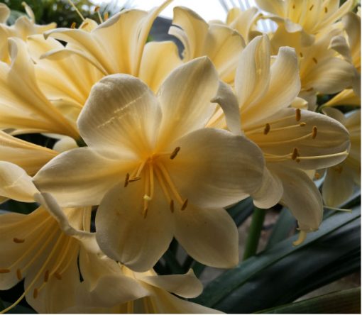 SH202 Cream Yellow Clivia miniata - Image 3