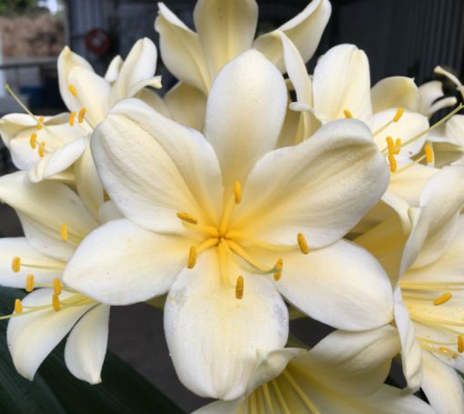 SH202 Cream Yellow Clivia miniata - Image 4