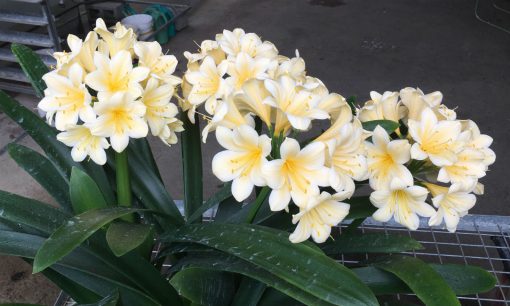 SH202 Cream Yellow Clivia miniata - Image 5