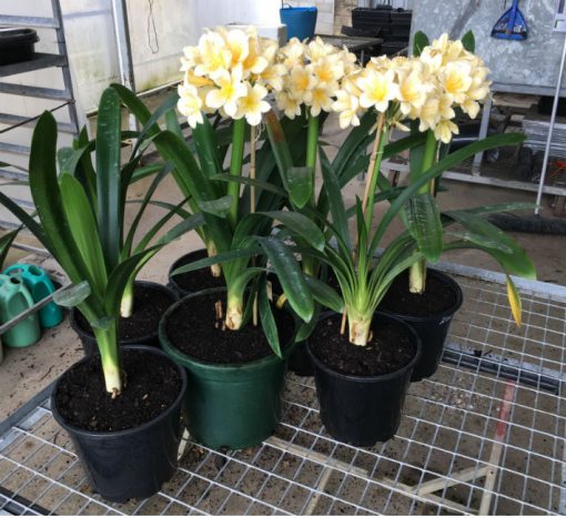 SH202 Cream Yellow Clivia miniata - Image 6