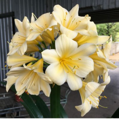 SH204 Yellow Clivia miniata