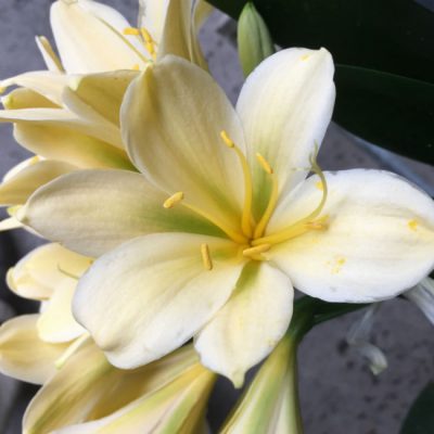 SH205 Yellow Clivia miniata