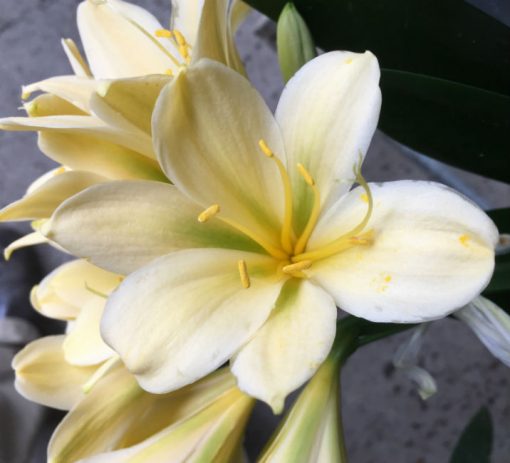 SH205 Yellow Clivia miniata