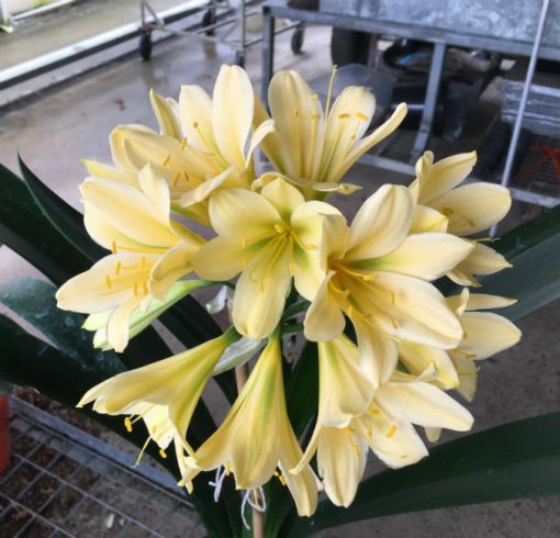 SH205 Yellow Clivia miniata - Image 2