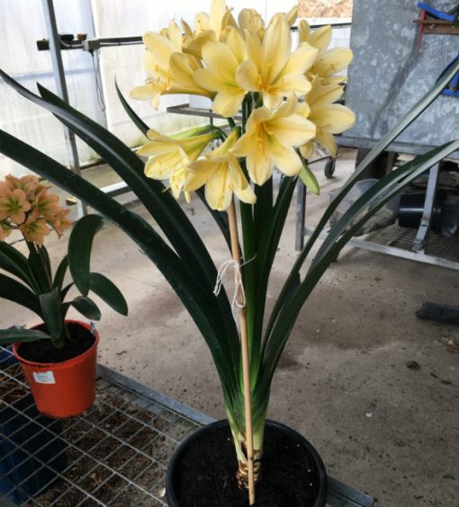 SH205 Yellow Clivia miniata - Image 3