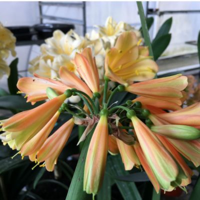 SH206 Clivia Interspecific